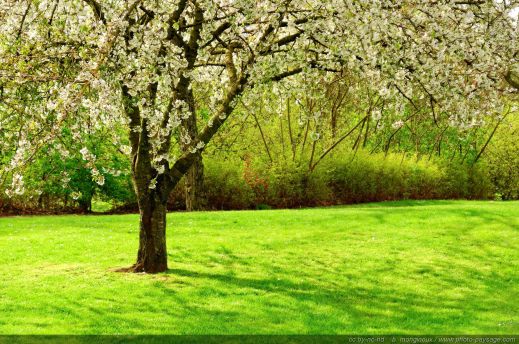 A-beautiful-picture-of-spring-with-green-grass-and-flowering-tree